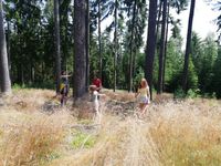 Waldbaden-mit-Angelika-Linhardt-Wald+Gesundheit-Waldmusik